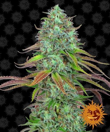 (Bild für) LSD Auto Feminised Seeds