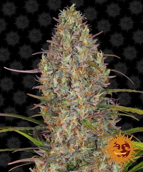 (Bild für) Glue Gelato Auto Feminised Seeds