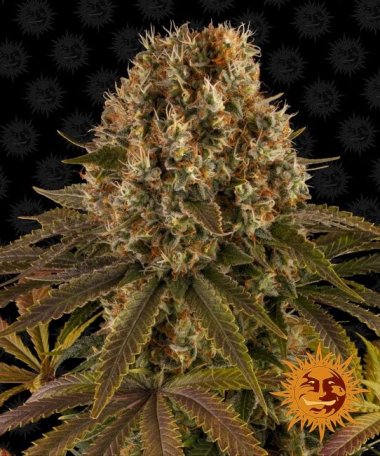 (Bild für) Strawberry Lemonade Feminised Seeds