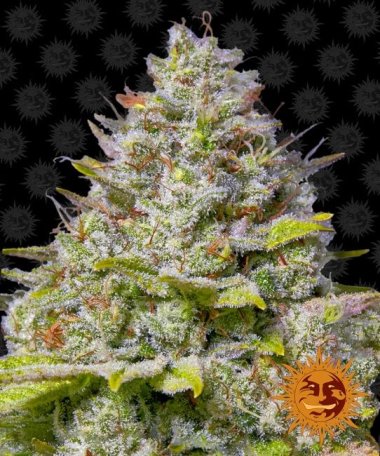 (Bild für) Blue Gelato 41 Feminised Seeds