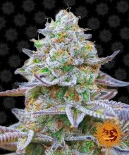 (Bild für) Gorilla Zkittlez Feminised Seeds