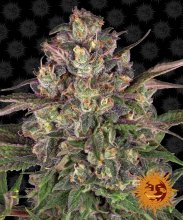 (Bild für) Peyote Critical Feminised Seeds