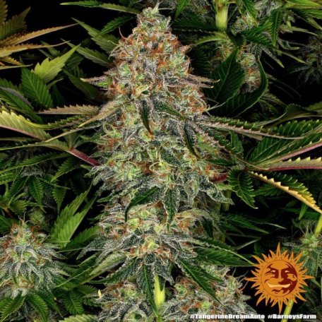 (Bild für) Tangerine Dream Auto Feminised Seeds