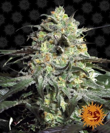 (Bild für) Peyote Cookies Feminised Seeds