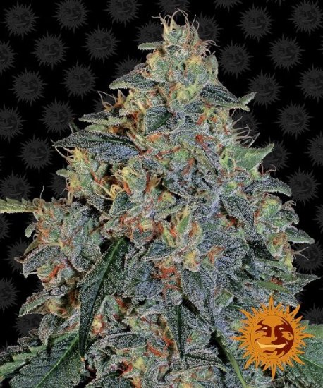 (Bild für) Blueberry OG Feminised Seeds