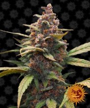 (Bild für) Ayahuasca Purple Feminised Seeds