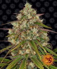 (Bild für) Liberty Haze Feminised Seeds