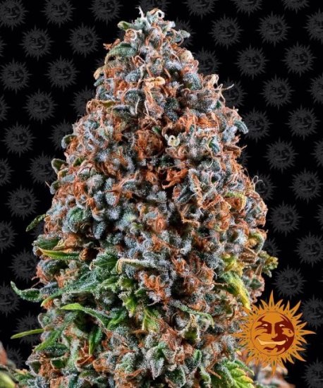 (Bild für) Critical Kush Feminised Seeds