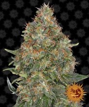 (Bild für) Pineapple Express Auto Feminised Seeds