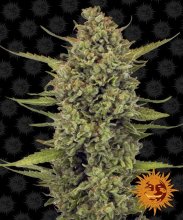 (Bild für) Acapulco Gold Feminised Seeds