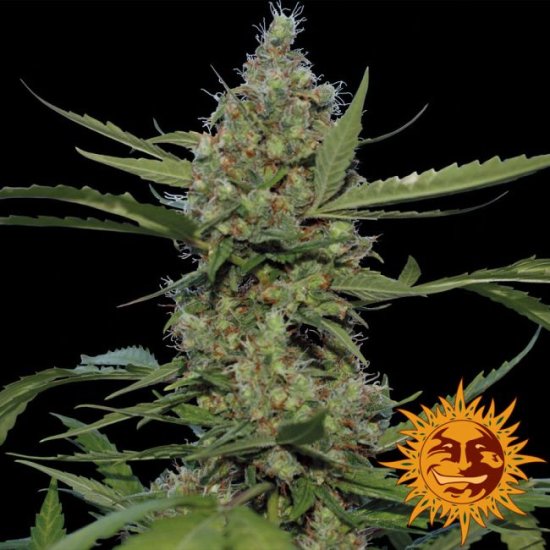 (Bild für) Laughing Buddha Feminised Seeds