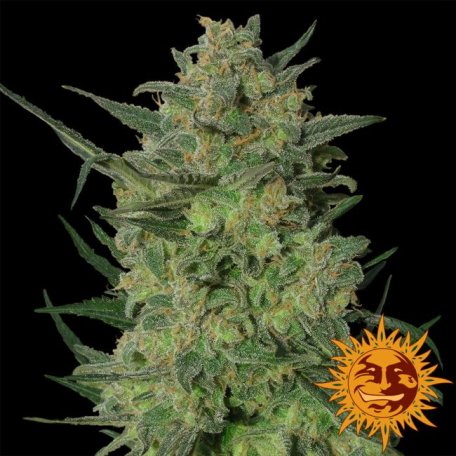 (Bild für) LSD Feminised Seeds