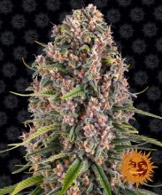 (Bild für) Blueberry Cheese Feminised Seeds