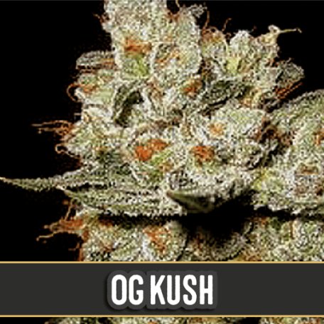 (Bild für) OG's Kush Feminised Seeds