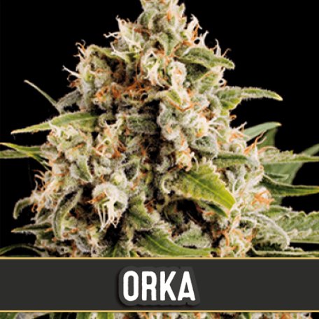 (Bild für) Orka Feminised Seeds