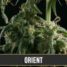 (Bild für) Orient Auto Feminised Seeds