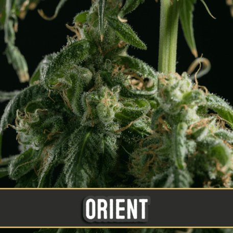 (Bild für) Orient Auto Feminised Seeds