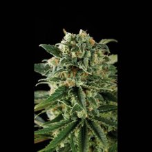 (Bild für) Critical Auto Feminised Seeds