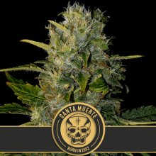 (Bild für) Santa Muerte Feminised Seeds