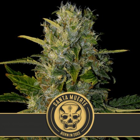 (Bild für) Santa Muerte Feminised Seeds