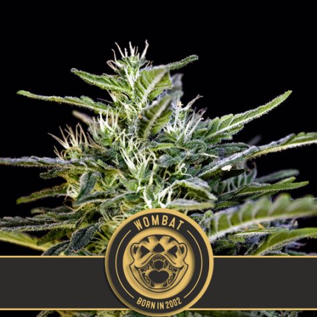 (Bild für) Wombat Feminised Seeds