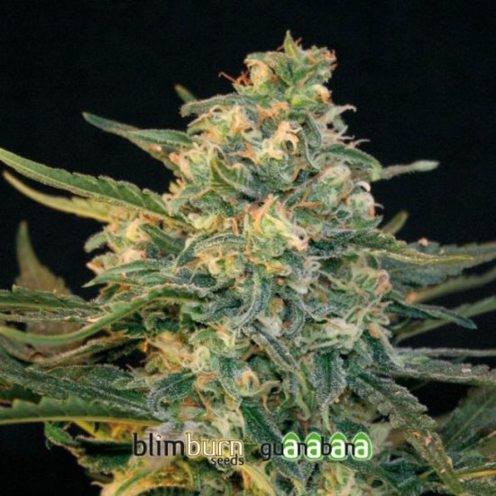 (Bild für) Guanabana Feminised Seeds