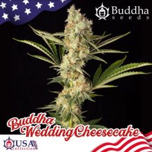 (Bild für) Buddha Wedding Cheesecake Feminised Seeds