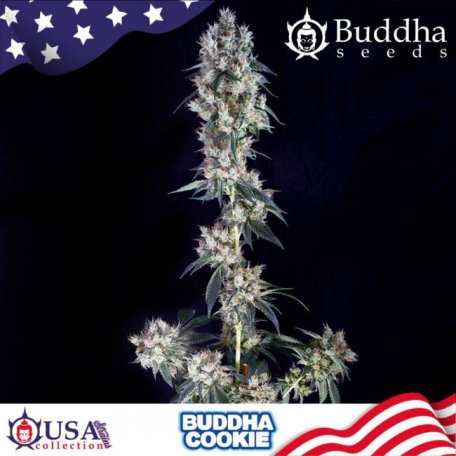 (Bild für) Buddha Cookie Feminised Seeds