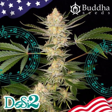 (Bild für) Buddha DoSi2 Feminised Seeds