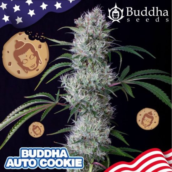 (Bild für) Buddha Cookie Auto Feminised Seeds