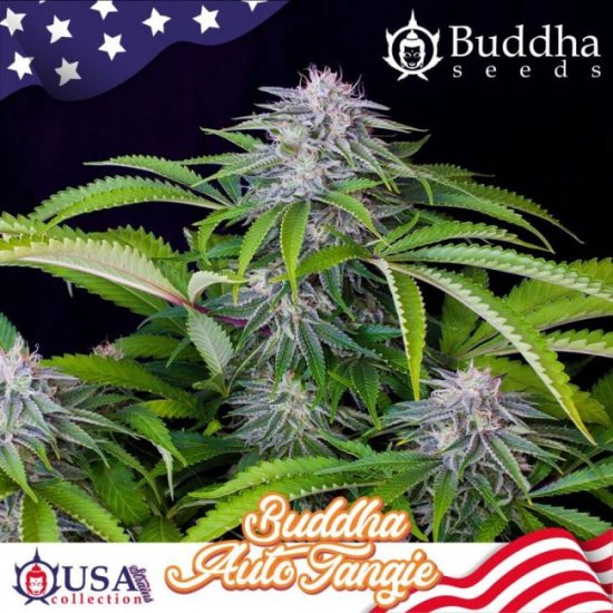 (Bild für) Buddha Tangie Auto Feminised Seeds