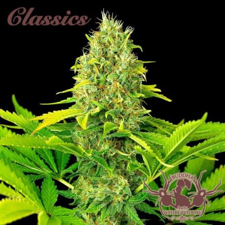 (Bild für) Buddha Classics White Widow Auto Feminised Seeds