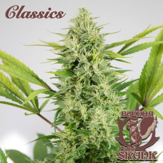 (Bild für) Buddha Classics Skunk Auto Feminised Seeds