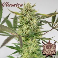 (Bild für) Buddha Classics Diesel Feminised Seeds