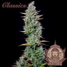 (Bild für) Buddha Classics Critical Auto Feminised Seeds