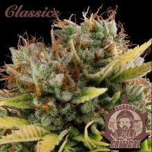 (Bild für) Buddha Classics Critical Feminised Seeds