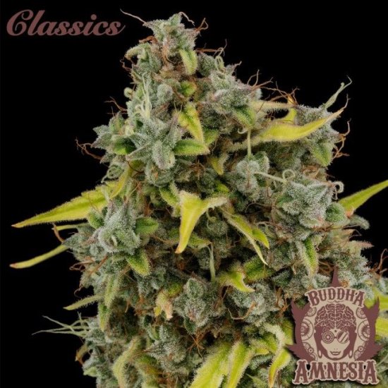 (Bild für) Buddha Classics Amnesia Feminised Seeds