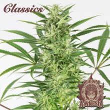 (Bild für) Buddha Classics Amnesia Auto Feminised Seeds