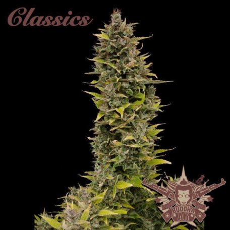 (Bild für) Buddha Classics AK Feminised Seeds