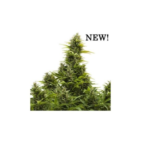 (Bild für) Medikit CBD Auto Feminised Seeds