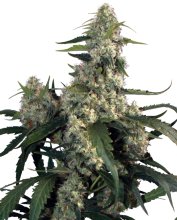 (Bild für) Quasar Feminised Seeds