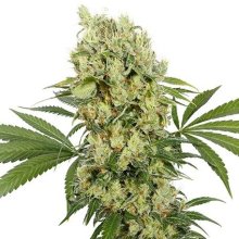 (Bild für) Medikit CBD Feminised Seeds