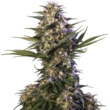 (Bild für) Kraken Feminised Seeds