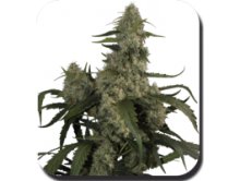 (Bild für) Quasar Auto Feminised Seeds