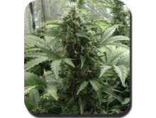 (Bild für) White Dwarf Auto Feminised Seeds