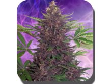 (Bild für) Purple Kush Auto Feminised Seeds