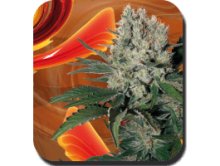 (Bild für) Syrup Auto Feminised Seeds