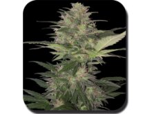 (Bild für) Red Dwarf Auto Feminised Seeds