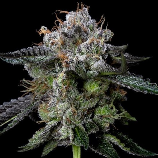 (Bild für) Four Prophets Feminised Seeds