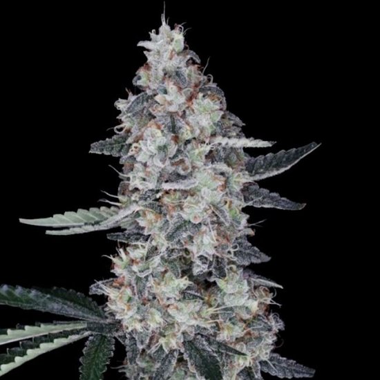 (Bild für) Watermelon Man Auto Feminised Seeds